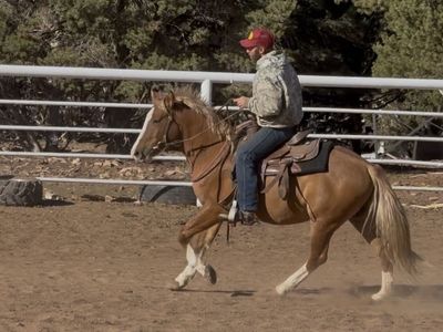 Real Cool Red Dun Gelding!