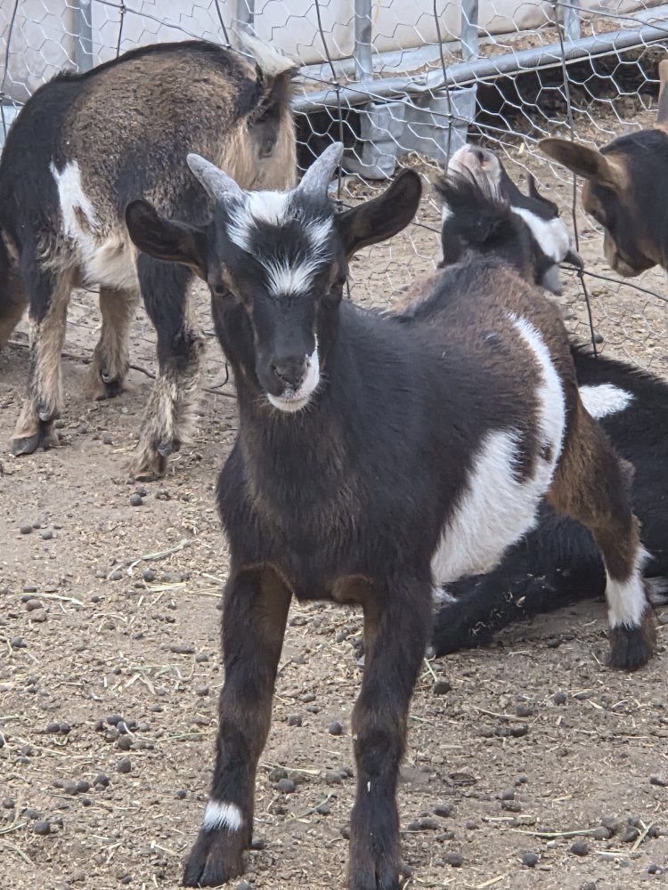 Nigerian Dwarf Bucklings