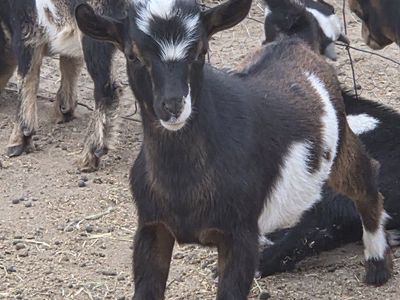 Nigerian Dwarf Bucklings