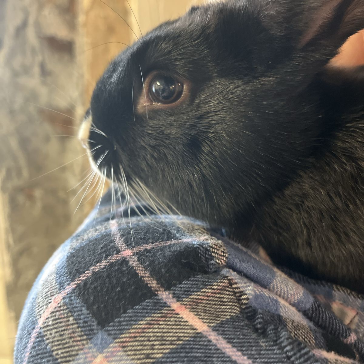 12 Week Old Male Rabbit