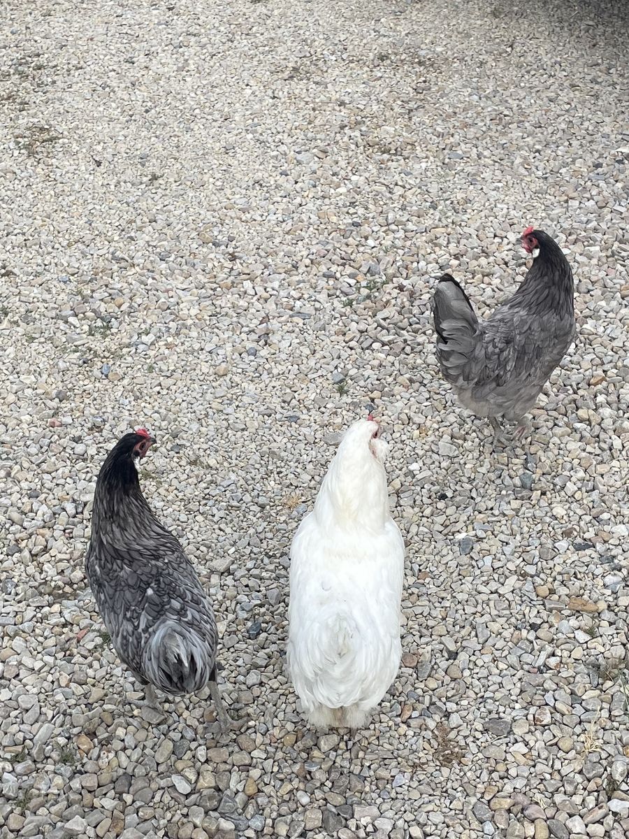 Sapphire Gem Hens