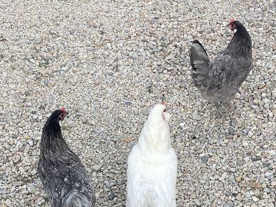 Sapphire Gem Hens