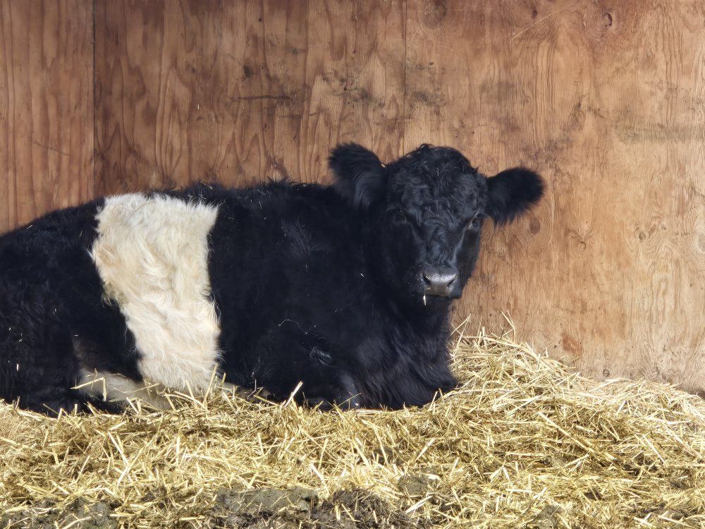 Lowline Mini Galloway Angus Cow