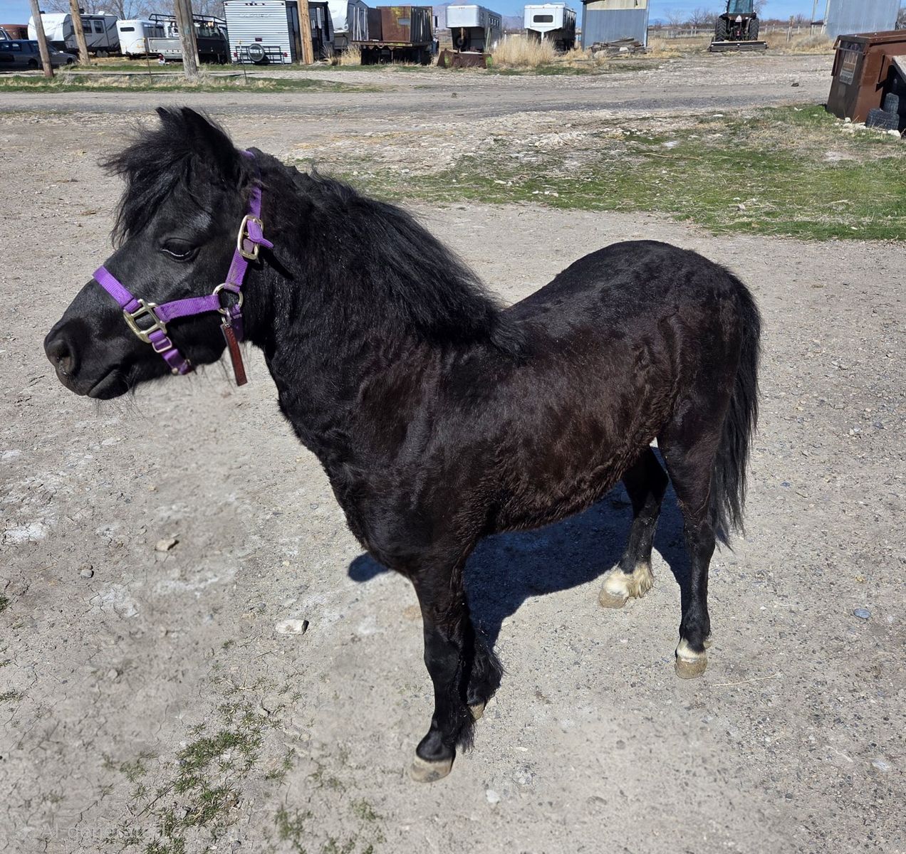 AMHR Shetland at stud