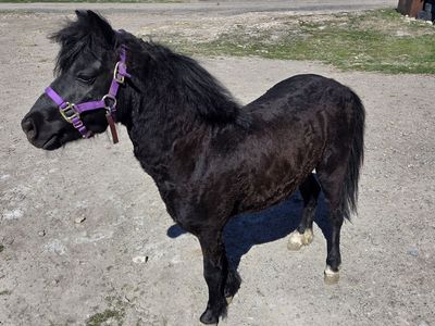 AMHR Shetland at stud