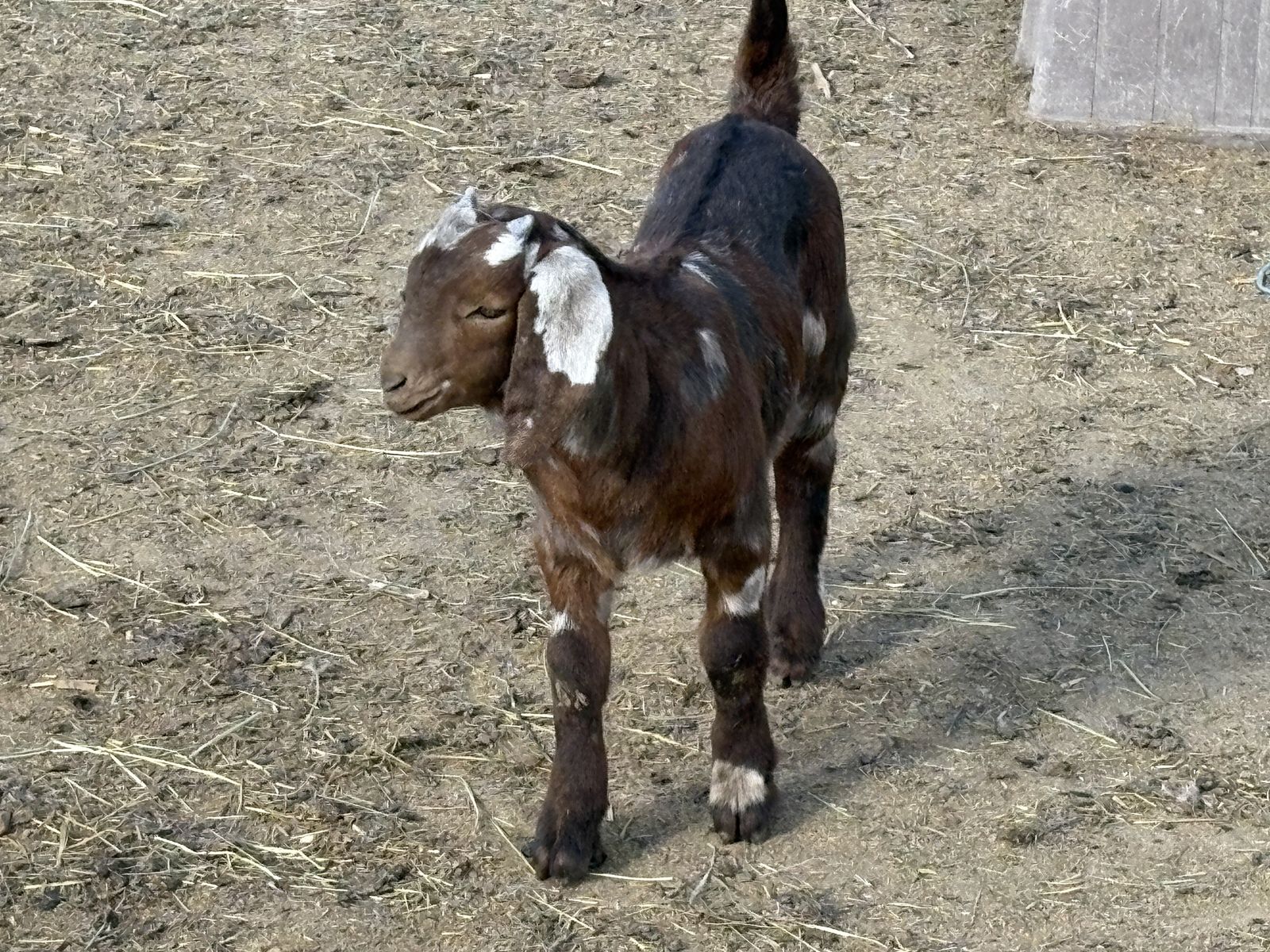 Moon spotted boar buckling
