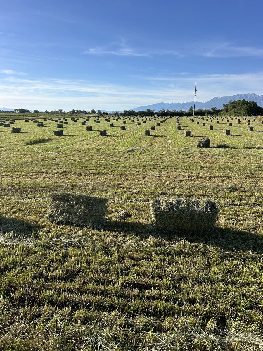 Freshly Baled Grass Hay