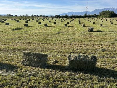 Freshly Baled Grass Hay