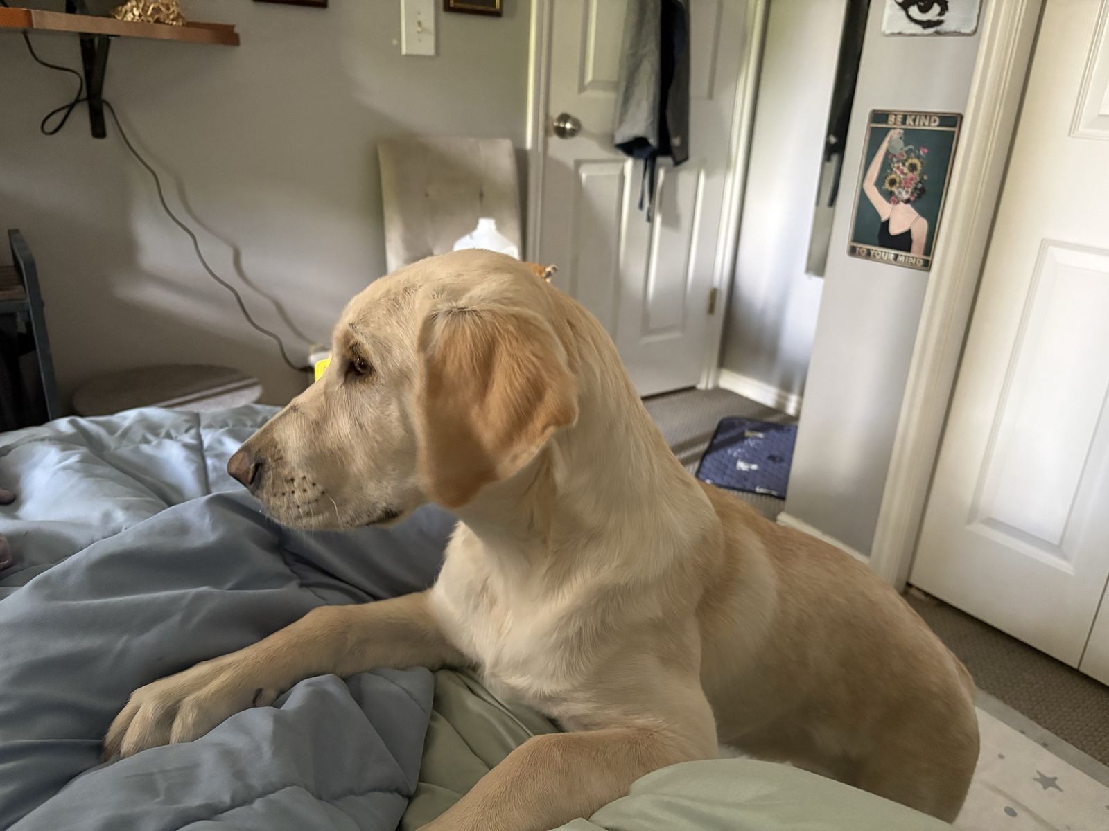 Golden and Yellow Lab Puppy