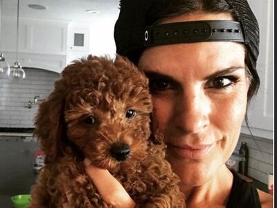 AKC Red Toy Poodle Stud, Health Tested, $1,000 Stud Fee Total