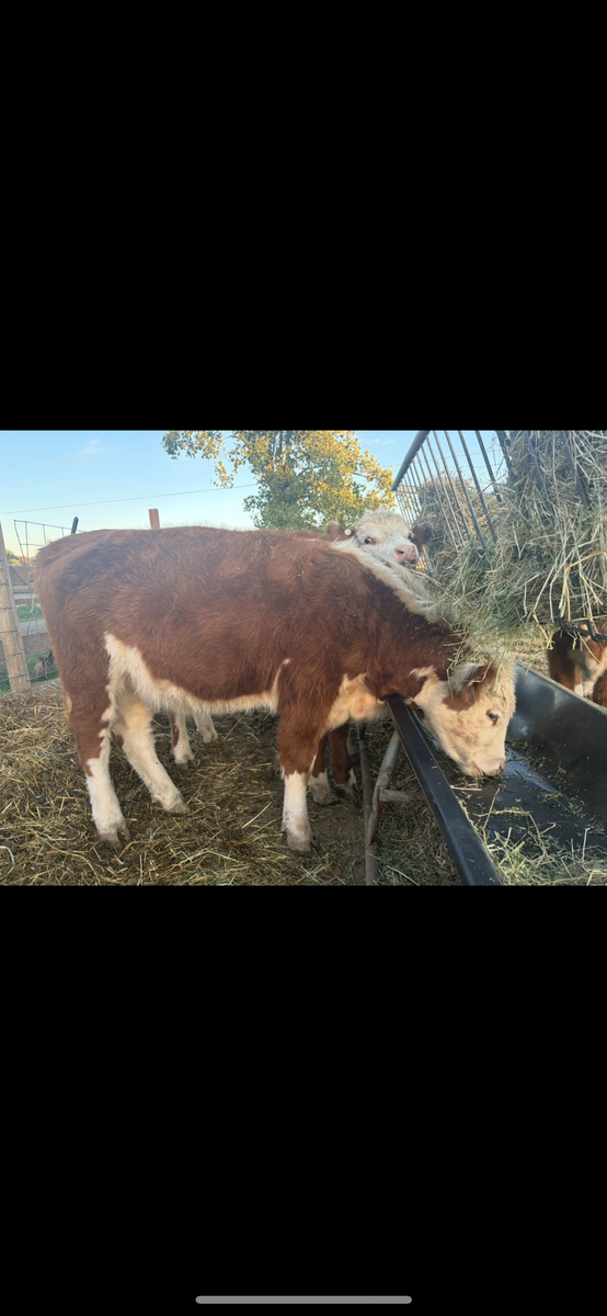 Price Reduced! Registered Mini Hereford Heifer