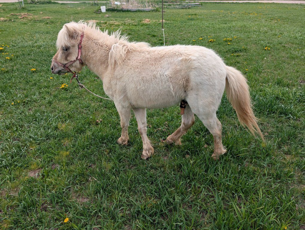 Shetland Pony Stud For Sale