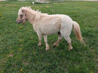 Shetland Pony Stud For Sale