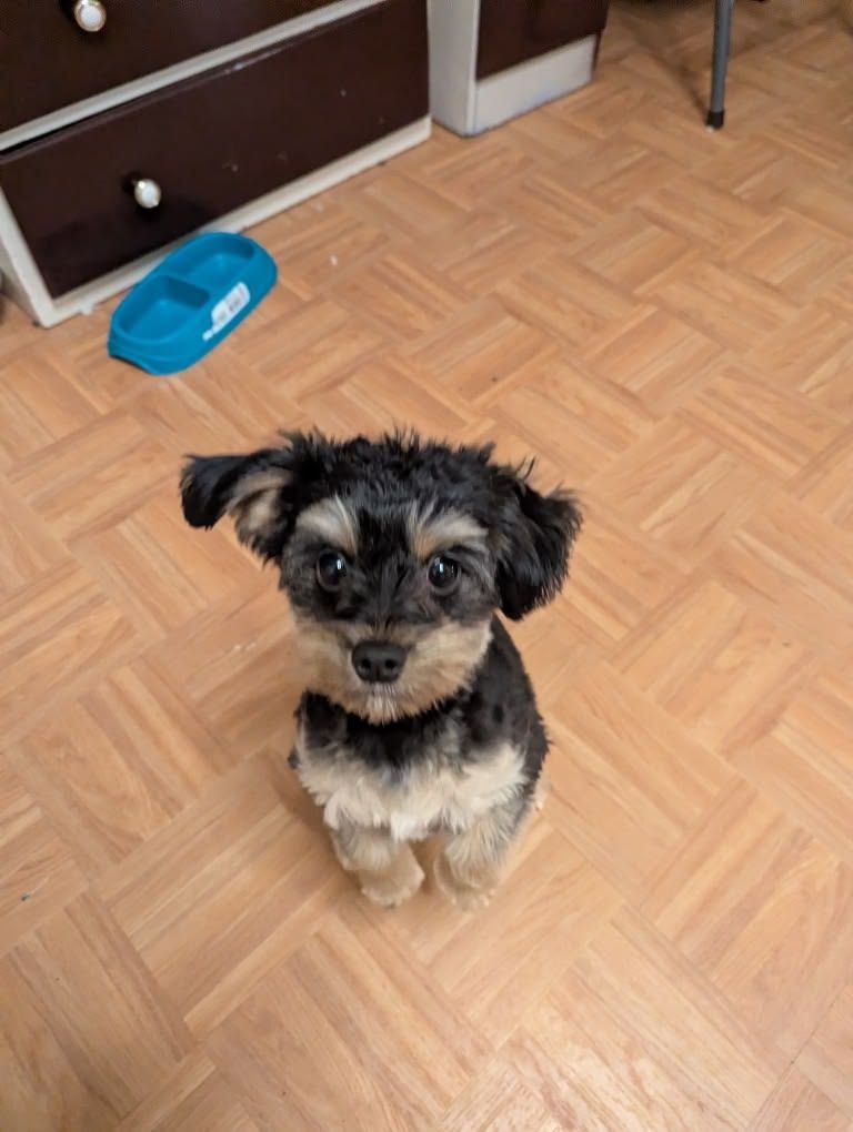 Yorkiepoo