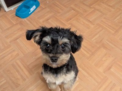 Yorkiepoo