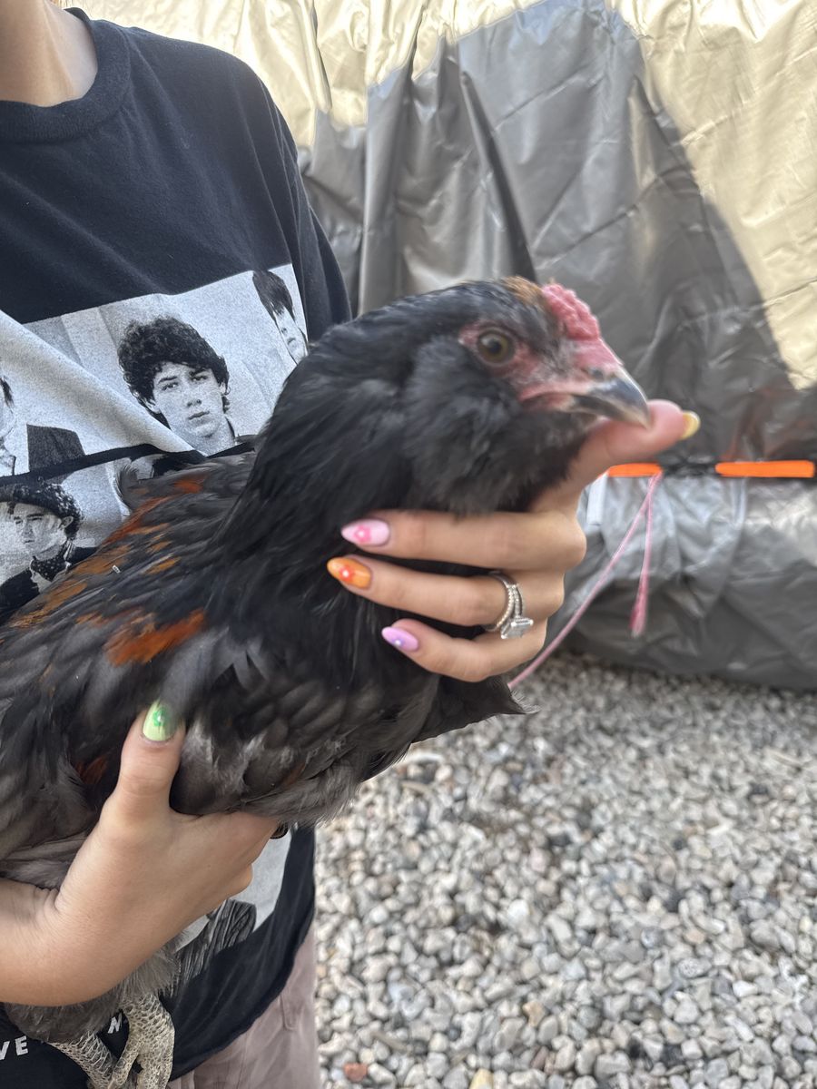 Rooster