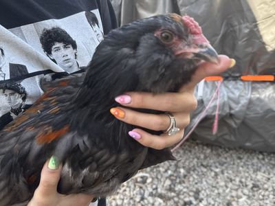 Rooster