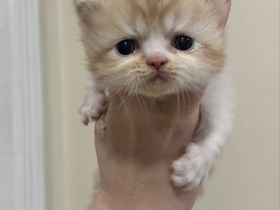 Persian Kittens
