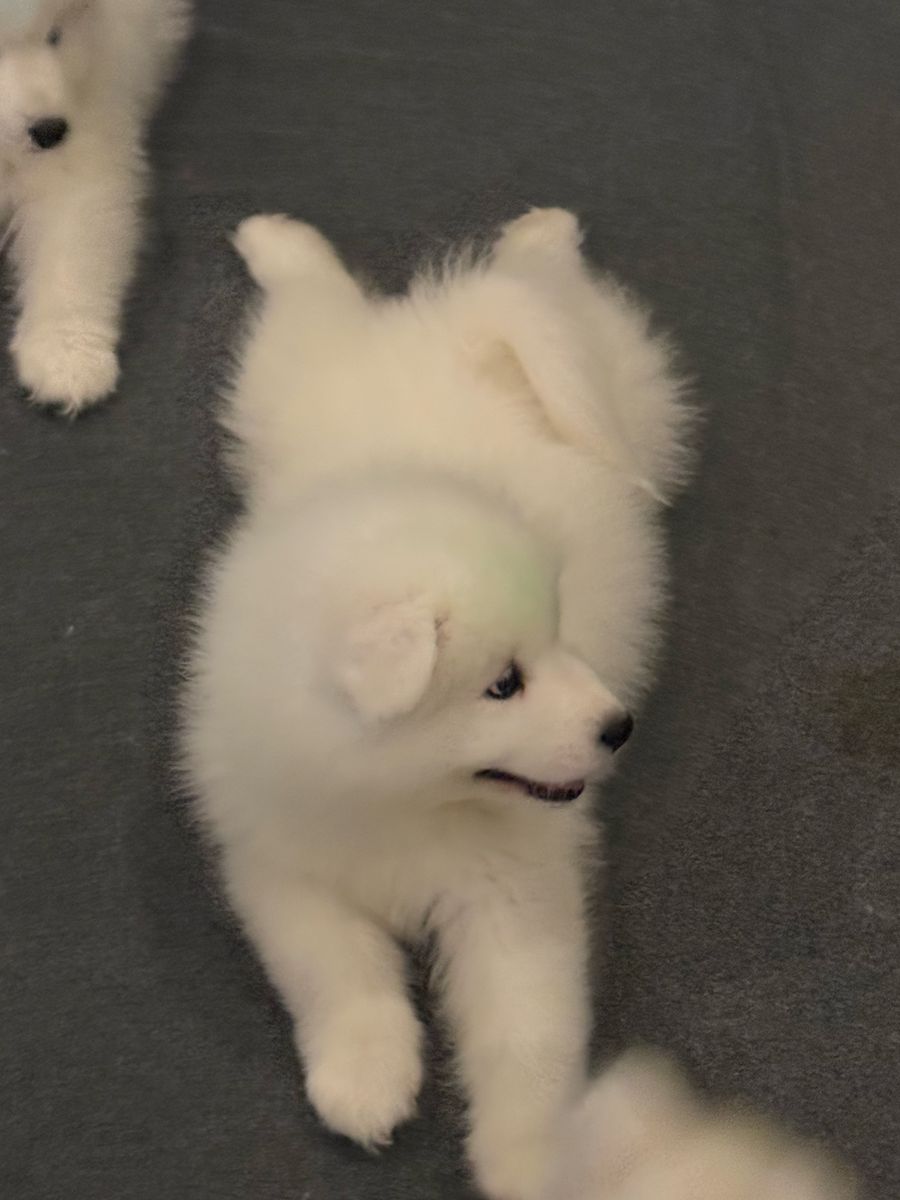 AKC Samoyed Puppies - Male & Female, Champion Line, Vet-Checked, Ready for New Homes