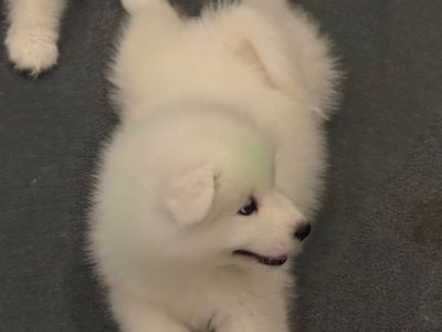 AKC Samoyed Puppies - Male & Female, Champion Line, Vet-Checked, Ready for New Homes