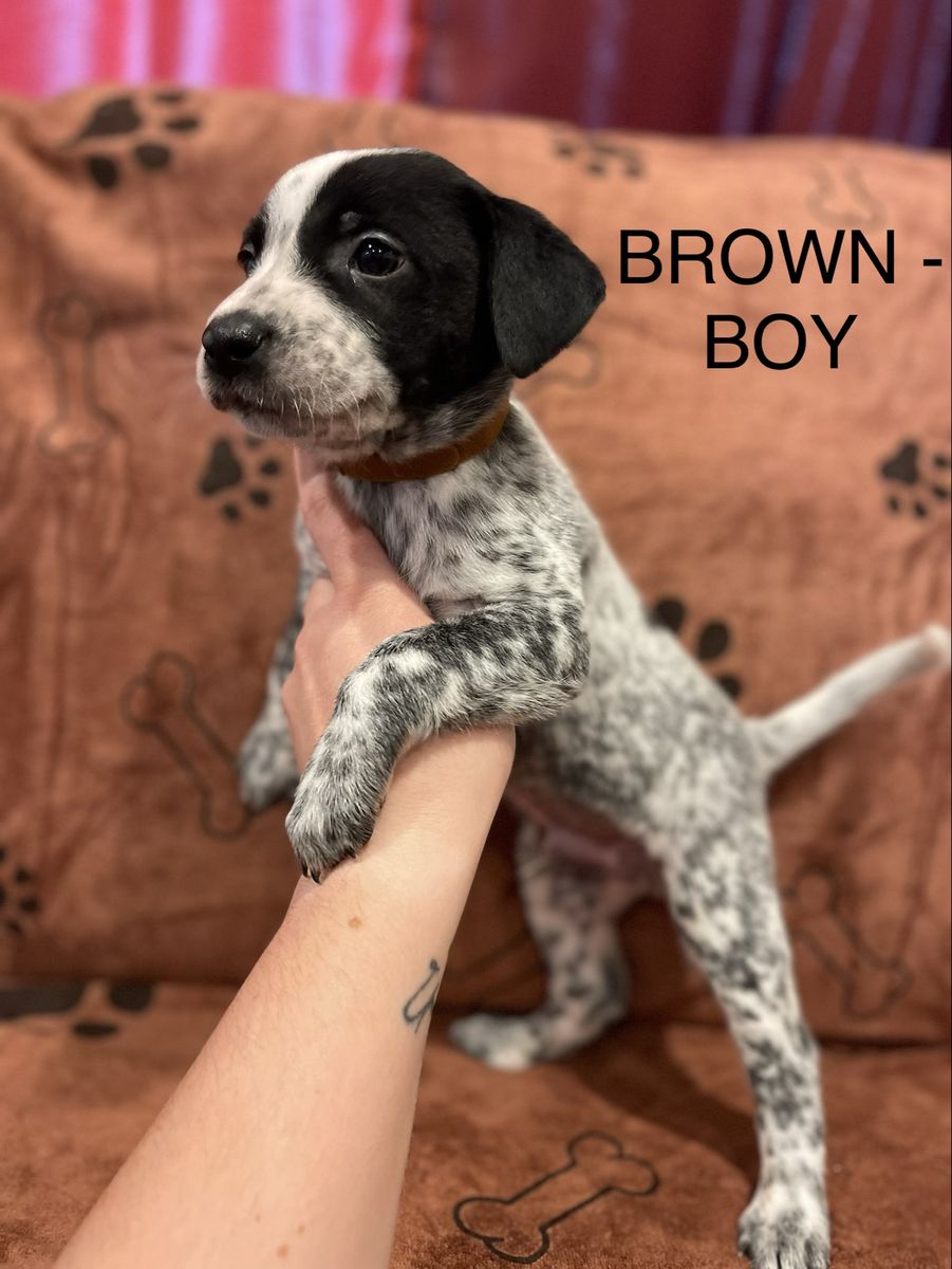GSP / BLUE HEELER MIX