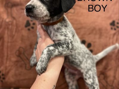 GSP / BLUE HEELER MIX