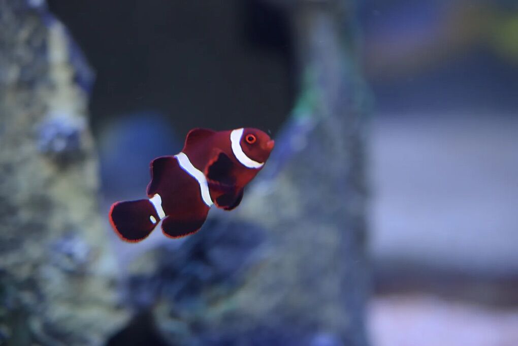 Maroon Clownfish Saltwater Fish