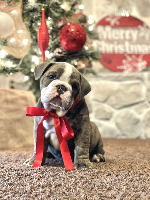 English Bulldog Stud Service - 5-Year-Old Healthy Male with Beautiful Colors