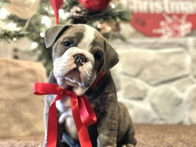 English Bulldog Stud Service - 5-Year-Old Healthy Male with Beautiful Colors