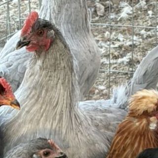 Lavender Orrpington cockerel