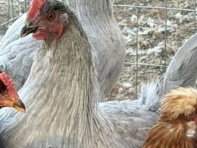 Lavender Orrpington cockerel