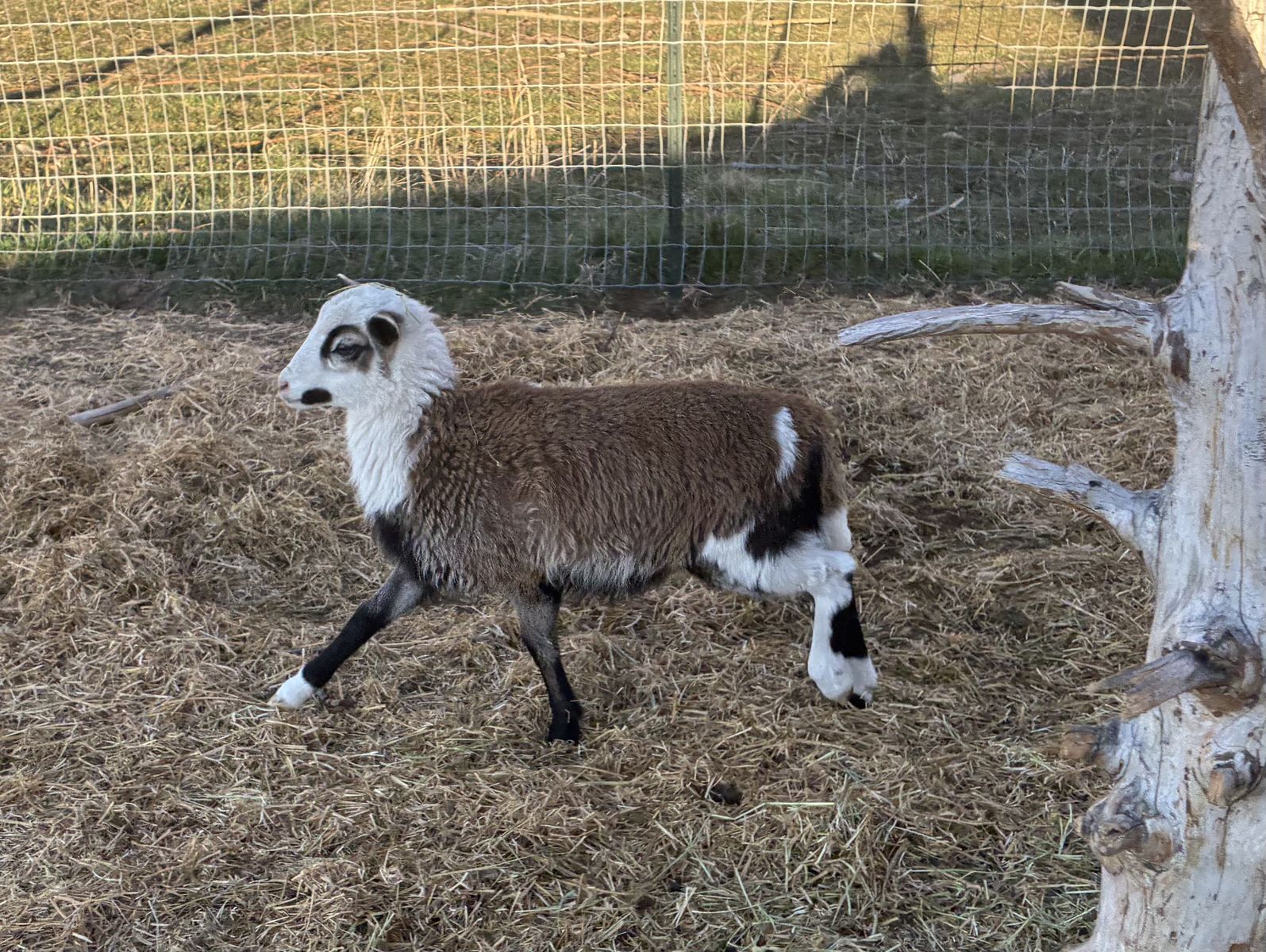 Painted Desert Hair Sheep Lambs