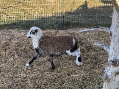 Painted Desert Hair Sheep Lambs