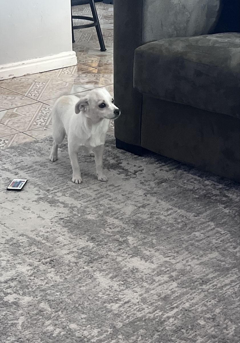 Chihuahua Mix