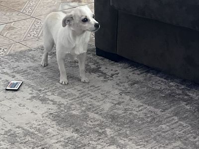 Chihuahua Mix