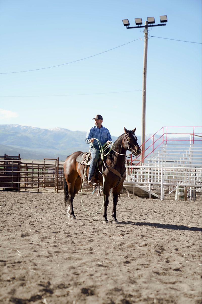 8 Year Old Gelding  AQHA