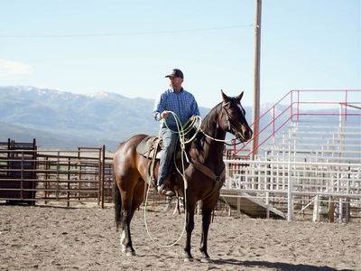 8 Year Old Gelding AQHA