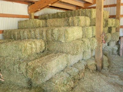 PREMIUM horse hay / Delivery services