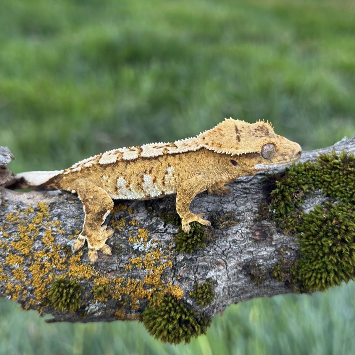 Yellow Harlequin Male