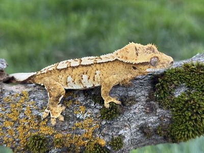 Yellow Harlequin Male