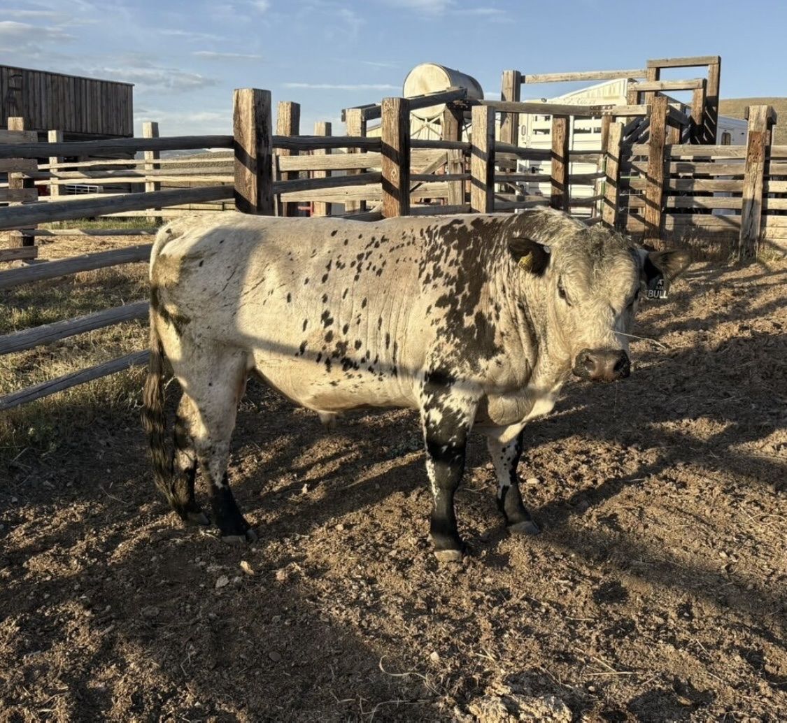 British white/Angus Bull
