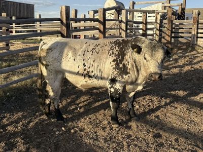 British white/Angus Bull