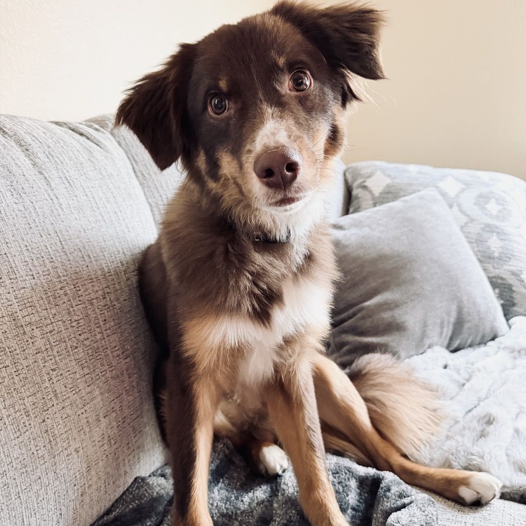 Hello my name is Cowboy