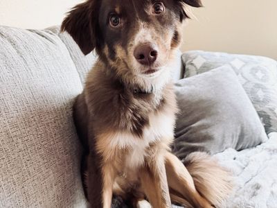 Hello my name is Cowboy