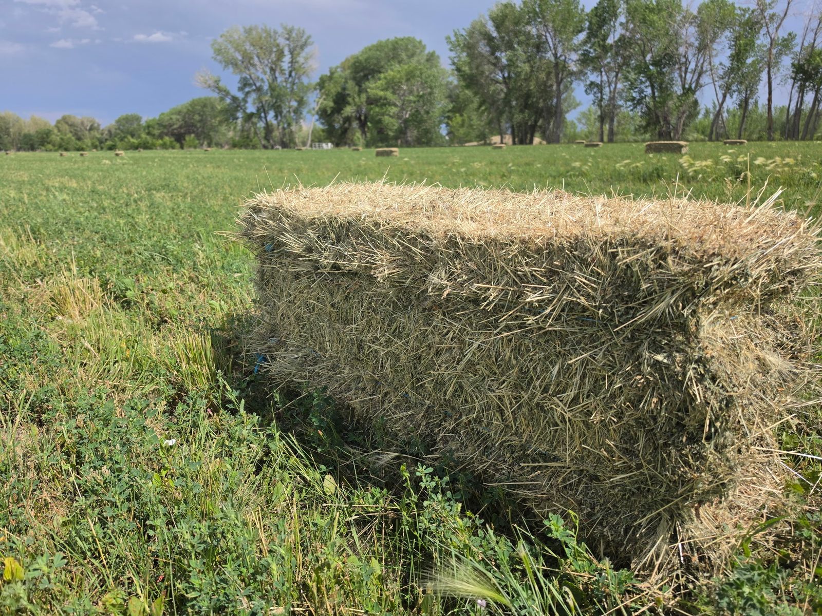 Freshly Baled Hay Bales