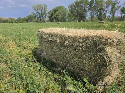 Freshly Baled Hay Bales