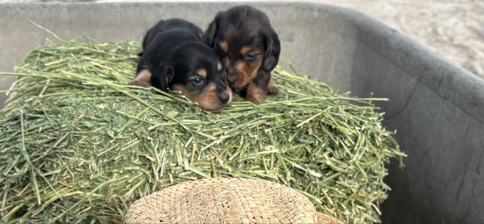 Mother's Day Miniature Longhaired Dachshunds