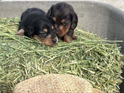 Mother's Day Miniature Longhaired Dachshunds