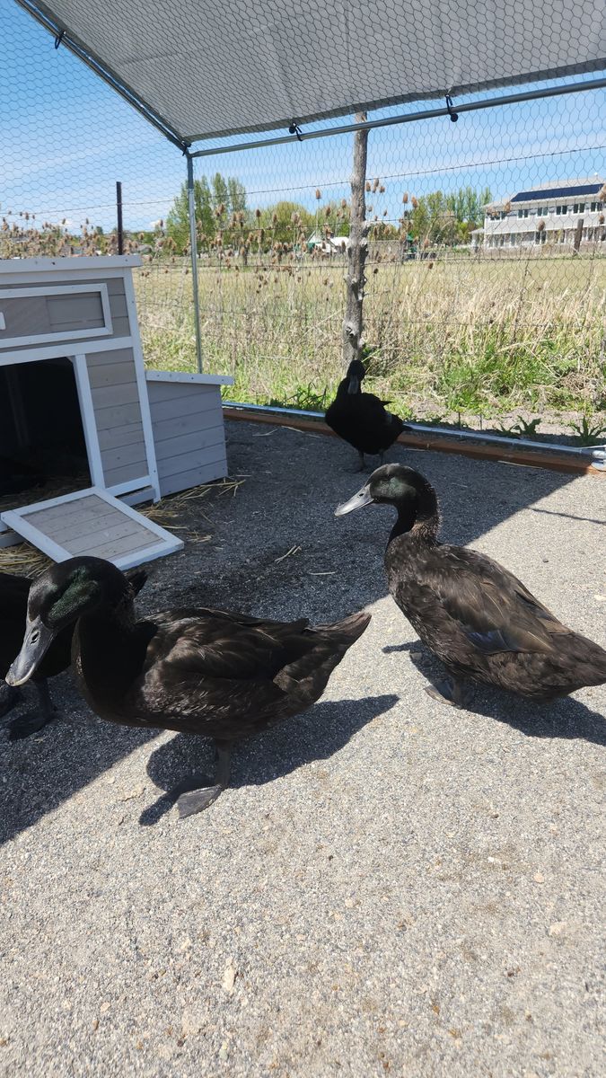 In search of 3 female black cayuga ducks