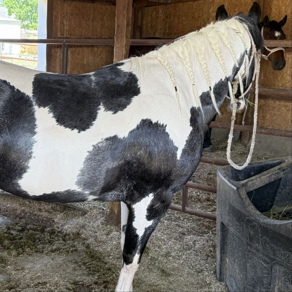 6 Year Old Gentle Started Heel Horse